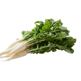 فجل